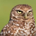 Death Stare Owl meme