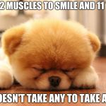 Call me anything except late for supper | IT TAKES 12 MUSCLES TO SMILE AND 11 TO FROWN; IT DOESN'T TAKE ANY TO TAKE A NAP | image tagged in sleeping dog,lazy,leave me alone,nothing to see here | made w/ Imgflip meme maker