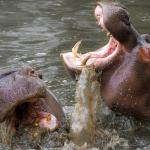 Hippos laughing