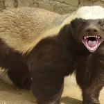 Honey Badger