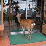 Deer at closed store door