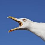 Sea Gull