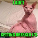 Naked cat | I AIN’T; GETTING DRESSED J/S | image tagged in naked cat | made w/ Imgflip meme maker