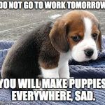 monday has been cancelled. | DO NOT GO TO WORK TOMORROW; YOU WILL MAKE PUPPIES EVERYWHERE, SAD. | image tagged in sad puppy,monday | made w/ Imgflip meme maker