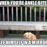 Sad Puppy | WHEN YOU’RE ANKLE BITER; SEE HIMSELF IN A MIRROR | image tagged in sad puppy | made w/ Imgflip meme maker