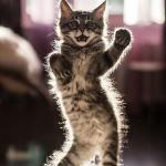 Dancing kitten meme