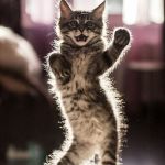 Dancing kitten | GET ON UP ON THE FLOOR, CUZ WE'RE GONNA BOOGIE OOGIE OOGIE TILL YOU JUST CAN'T BOOGIE NO MORE. BOOGIE NO MORE | image tagged in dancing kitten | made w/ Imgflip meme maker