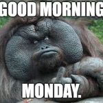 Monday Monkey | GOOD MORNING; MONDAY. | image tagged in monday monkey | made w/ Imgflip meme maker