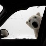 polar bear at car window