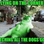 RayCat relaxing | LYING ON THE CORNER; WATCHING ALL THE DOGS GO BY | image tagged in raycat relaxing,memes | made w/ Imgflip meme maker