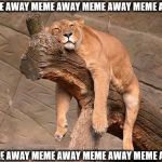 The lion sleeps... | MEME AWAY MEME AWAY MEME AWAY MEME AWAY; MEME AWAY MEME AWAY MEME AWAY MEME AWAY | image tagged in sleeping lion | made w/ Imgflip meme maker