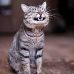 smiling cat