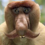 Janusz Monkey mustache