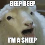 derp sheep | BEEP BEEP; I'M A SHEEP | image tagged in derp sheep,memes | made w/ Imgflip meme maker