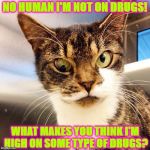 METH CAT | NO HUMAN I'M NOT ON DRUGS! WHAT MAKES YOU THINK I'M HIGH ON SOME TYPE OF DRUGS? | image tagged in meth cat | made w/ Imgflip meme maker