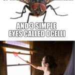 House Fly Swat | 2 COMPOUND EYES MADE UP OF THOUSANDS OF OMMATIDIA; AND 3 SIMPLE EYES CALLED OCELLI; CAN'T SEE GLASS | image tagged in house fly swat | made w/ Imgflip meme maker