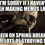 sorry pug | I'M SORRY IF I HAVEN' BEEN MAKING MEMES LAELY; I'VE BEEN ON SPRING BREAK AND I HAVE LOTS OF STUDYING TO DO | image tagged in sorry pug | made w/ Imgflip meme maker