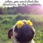Sunshine | When you can't find the sunshine, be the sunshine... | image tagged in sunshine | made w/ Imgflip meme maker