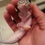 lizard rubbing hands