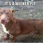 Wiener Pit