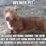 Weiner Pit | WEINER PIT; BECAUSE NOTHING SHOWS THE NEW LADY IN YOUR LIFE HOW MUCH YOU CARE LIKE NAMING A DOG BREED AFTER YOUR EX | image tagged in weiner pit,dogs,funny,national pet day | made w/ Imgflip meme maker