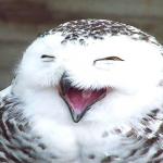 laughing owl