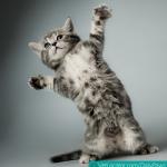 cat dancing meme