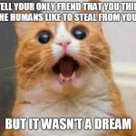 Have A Cat Meme! | WHEN YOU TELL YOUR ONLY FREND THAT YOU THINK HE LOOKS LIKE WHAT THE HUMANS LIKE TO STEAL FROM YOUR LITTER BOX; BUT IT WASN'T A DREAM | image tagged in have a cat meme | made w/ Imgflip meme maker