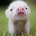 Baby pig