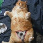 SLEAZY CAT