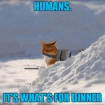 on the hunt and ready to flame like a flip troll | HUMANS. IT'S WHAT'S FOR DINNER | image tagged in flamethrower cat,memes,cat,flamethrower | made w/ Imgflip meme maker