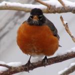 Mad robin in snow