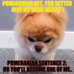 The Mad Pomeranian  | POMERANIAN:HEY, YOU BETTER GIVE ME SOME MONEY ! POMERANIAN SENTENCE 2: OR YOU'LL BECOME ONE OF ME.. | image tagged in the mad pomeranian | made w/ Imgflip meme maker