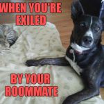 New Template 'Cat in Dog Bed' - plz share :) | WHEN YOU'RE EXILED; BY YOUR ROOMMATE | image tagged in cat in dog bed,roommates,exiled,sleeping cat,memes | made w/ Imgflip meme maker