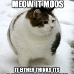 snow fat cat | THIS CAT IS VERY PECULIAR IT DOESN'T MEOW IT MOOS; IT EITHER THINKS ITS A COW OR HAS A HANKERING FOR SOME CHOCOLATE ICE CREAM EITHER WAY FACINATING | image tagged in snow fat cat | made w/ Imgflip meme maker