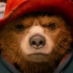 Paddington Bear Hard Stare