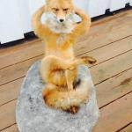 Relaxing fox
