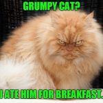Grumpy Cat is no match for this guy! In fact, he ate him for breakfast! | GRUMPY CAT? I ATE HIM FOR BREAKFAST. | image tagged in bigger and better grumpy cat,memes,angry cat | made w/ Imgflip meme maker