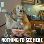 Sausage Dog | NOTHING TO SEE HERE | image tagged in sausage dog | made w/ Imgflip meme maker