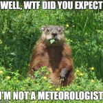 Expecting an inch of snow tonight.  | WELL, WTF DID YOU EXPECT; I'M NOT A METEOROLOGIST. | image tagged in ground hog eating,random | made w/ Imgflip meme maker