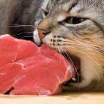 cat eating meat meme