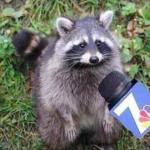 Raccoon Interview