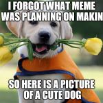 Cute dog | I FORGOT WHAT MEME I WAS PLANNING ON MAKING; SO HERE IS A PICTURE OF A CUTE DOG | image tagged in cute dog | made w/ Imgflip meme maker