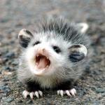 Aaaaahhhhh Baby Opossum