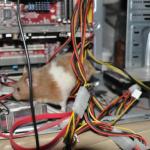 Computer Hamster