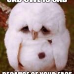 Sad Owl Meme | SAD OWL IS SAD; BECAUSE OF YOUR FACE | image tagged in sad owl,funny memes,animal memes | made w/ Imgflip meme maker