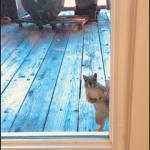 Peekaboo squirrel 