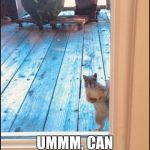 Peekaboo squirrel  | UMMM, CAN I GET A NUT? | image tagged in peekaboo squirrel | made w/ Imgflip meme maker