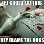 Cats can blame on dogs   | IF I COULD  DO THIS; THEY BLAME THE DOGS | image tagged in naughty cat,dogs,cats | made w/ Imgflip meme maker