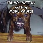 TRUMP TWEETS - RABID | TRUMP TWEETS getting MORE RABID! | image tagged in rabid,crazy tweets,trump,trump tweeting,tweet,rabidtrump | made w/ Imgflip meme maker